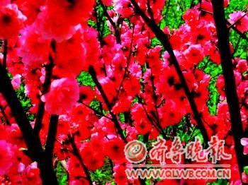 ���Ļ��_(k��i)�M(m��n)�@��(�Y��Ƭ)